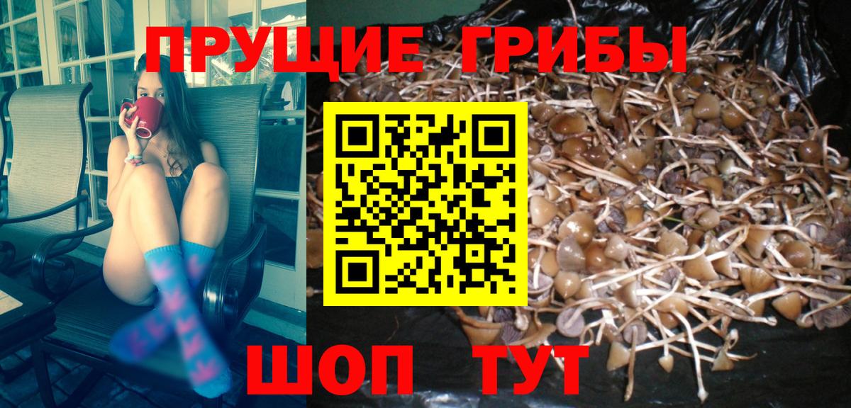 Псилоцибиновые грибы Psilocybe Янаул